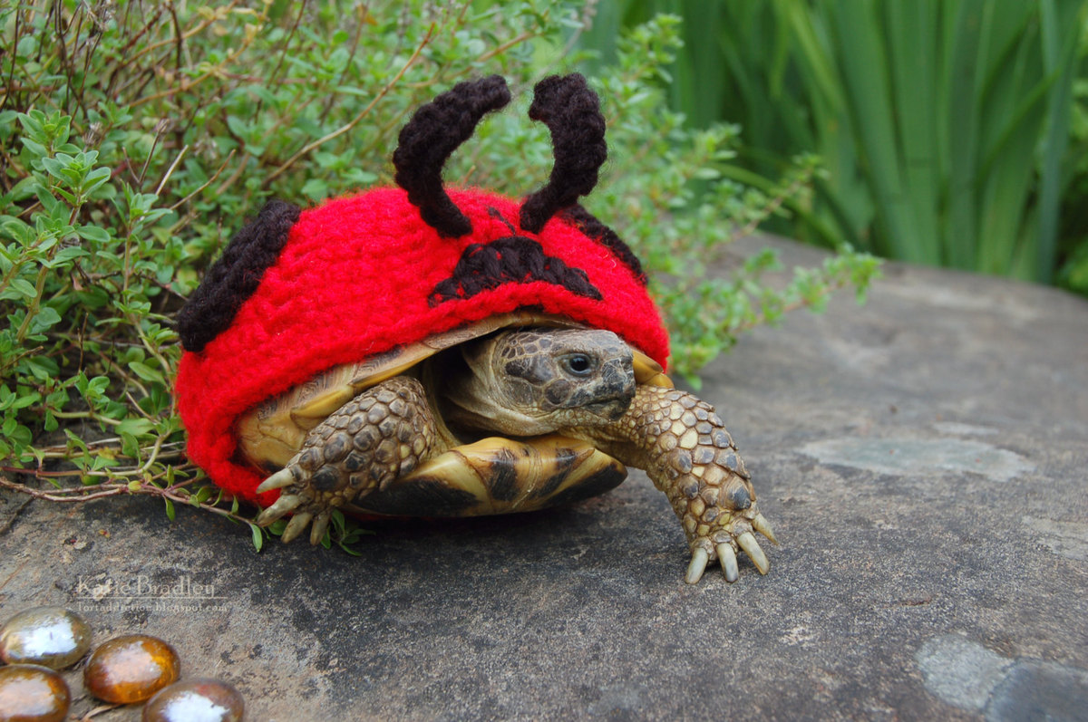 Snail And Tortoise Sweaters Really Do Exist, And They're Surprisingly