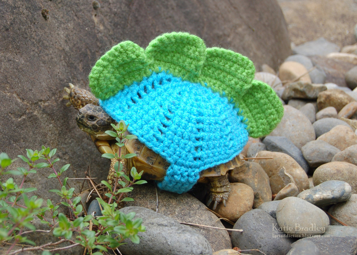 snail cinnamon sweater