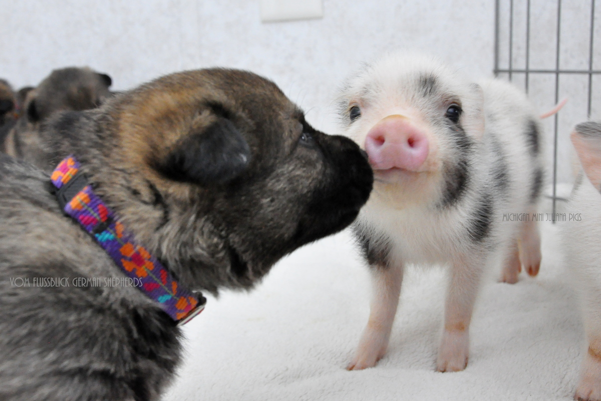 German Shepherd Puppies And Newborn MiniPigs Make For The Greatest Of