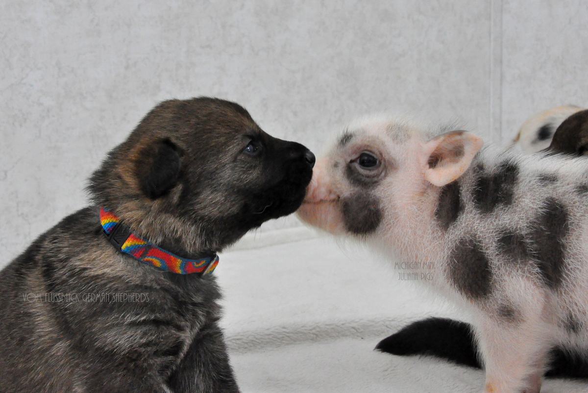 Swine Deutsch Download Swine Deutsch Download