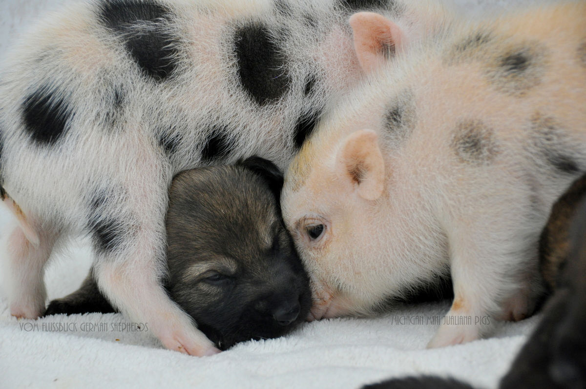 German Shepherd Puppies And Newborn MiniPigs Make For The Greatest Of