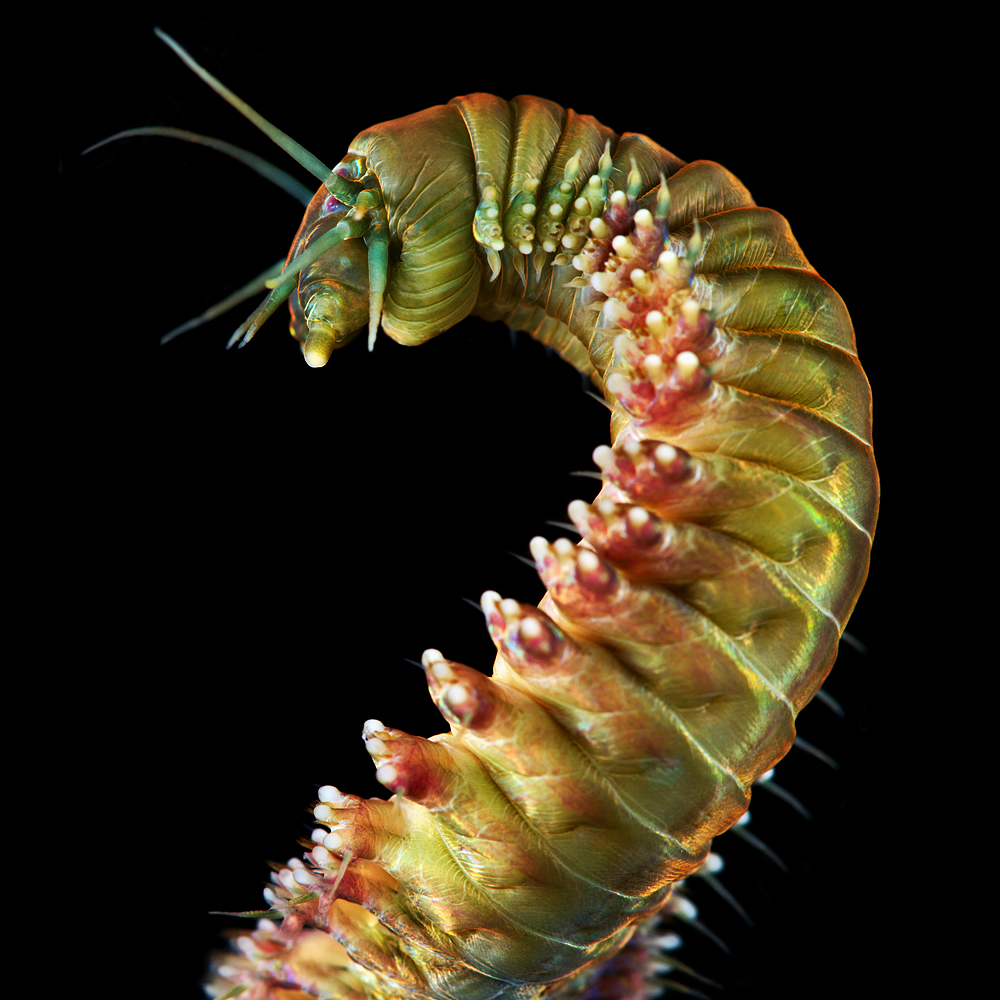 Bizarre Photos Of Underwater Worms Prove Nature Can Outdo Your Wildest