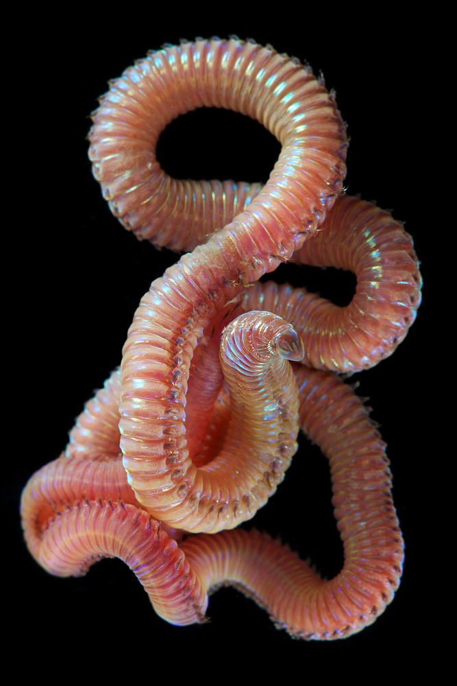 bizarre-photos-of-underwater-worms-prove-nature-can-outdo-your-wildest