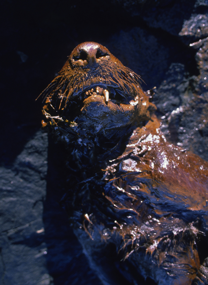 emergency-responders-remember-exxon-valdez-spill-s-impact-on-wildlife