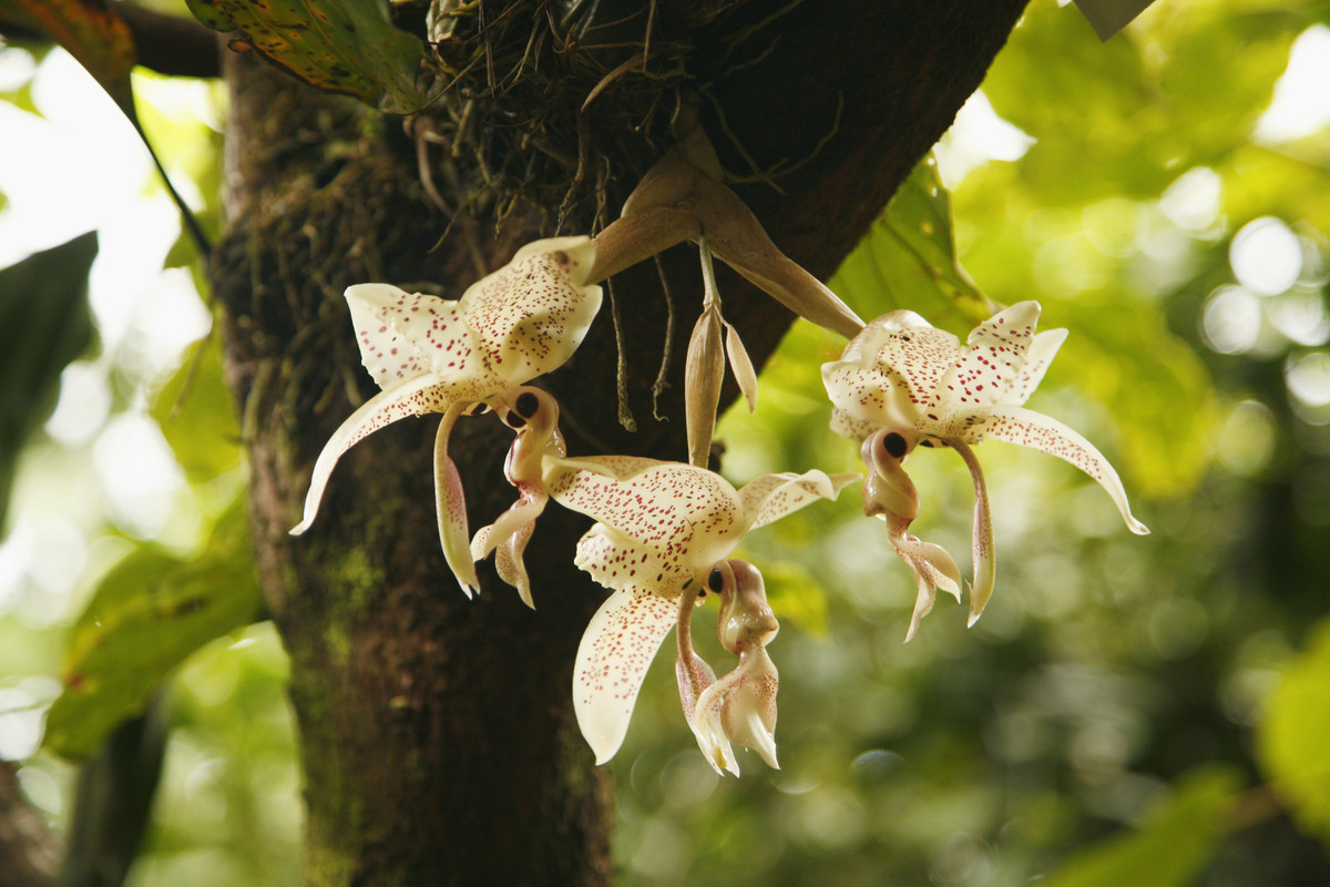 Its About Time You Knew Exactly Where Vanilla Comes From Huffpost