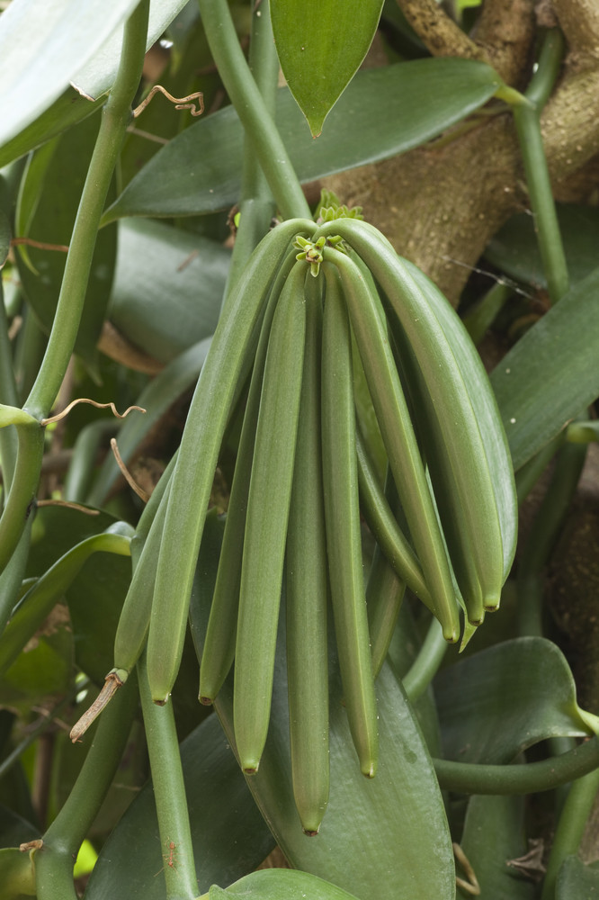 where does vanilla extract come from