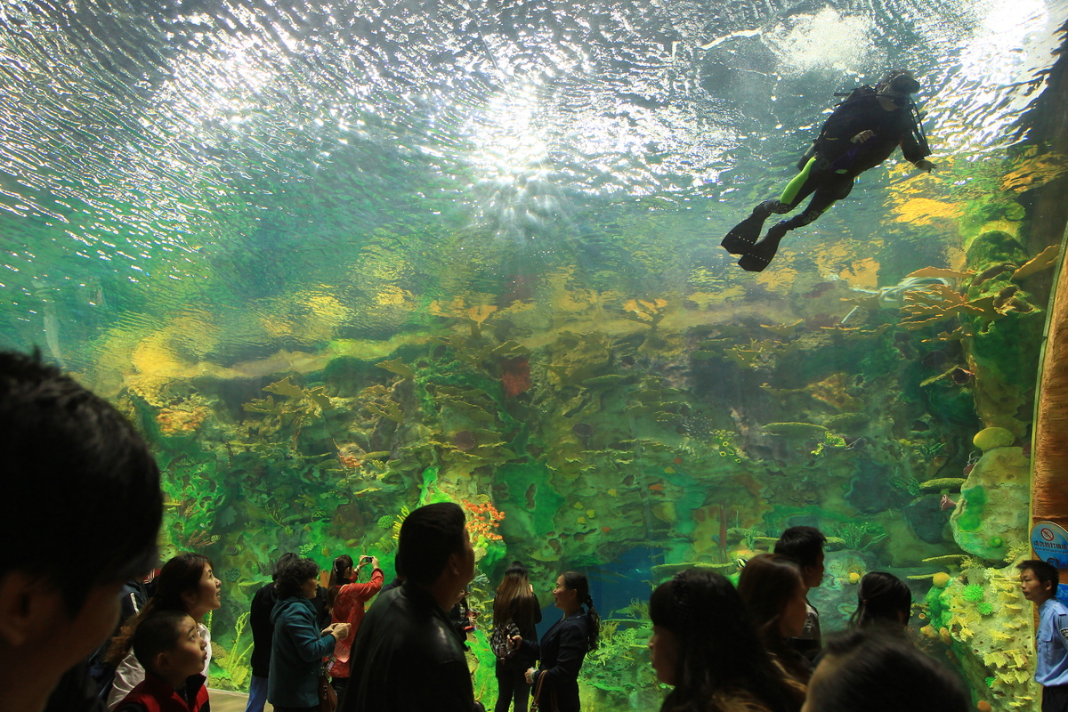 Chimelong Ocean Kingdom, World's Largest Aquarium, Opens In China ... - SliDe 343857 3575968 Free