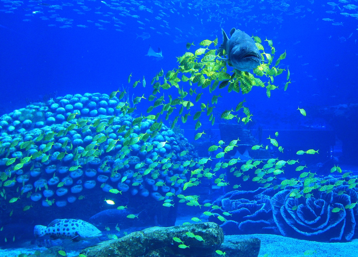 Chimelong Ocean Kingdom, World's Largest Aquarium, Opens In China ... - SliDe 343857 3575972 Free