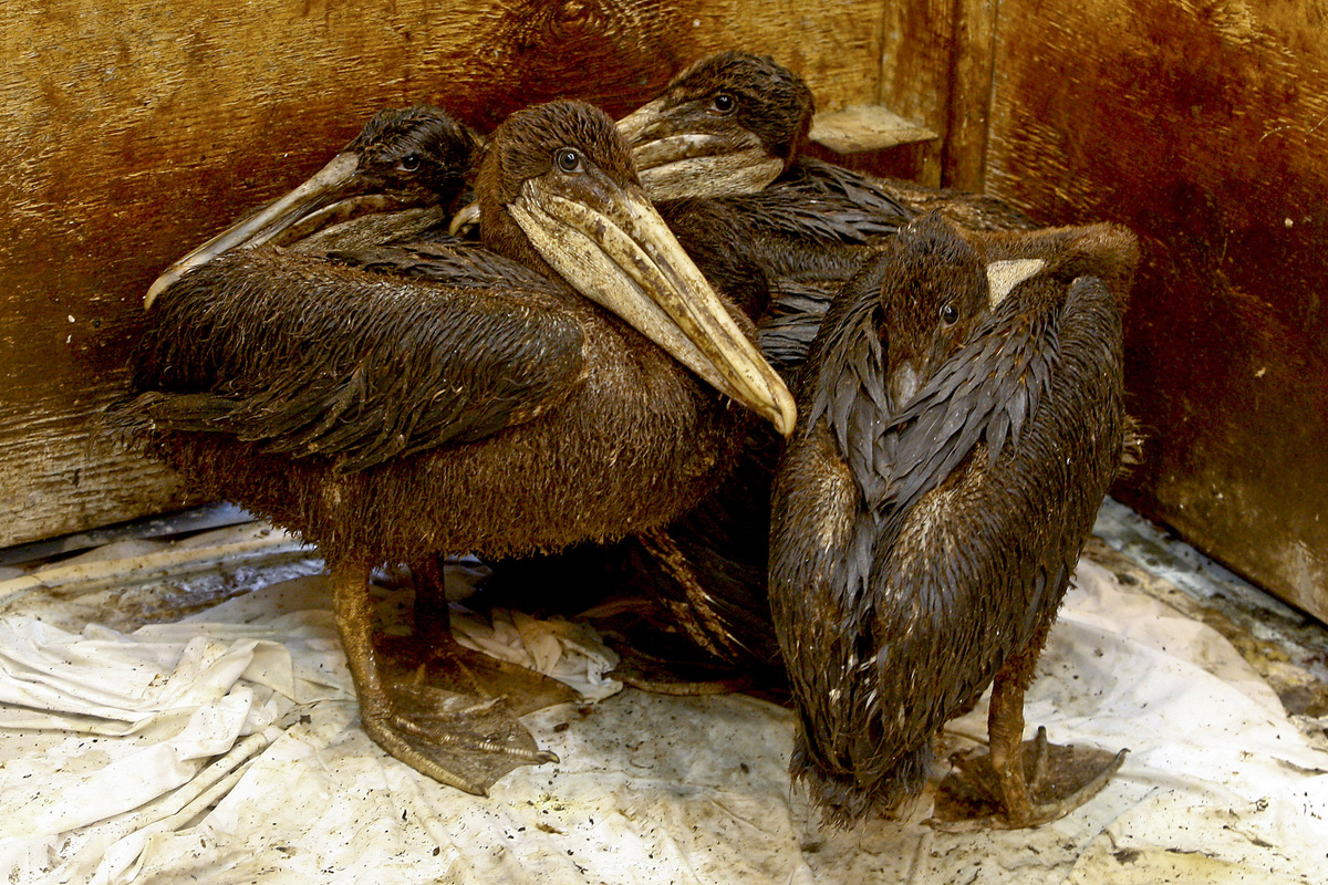 10 Animals Who Are Still Hurting From The BP Oil Spill ...