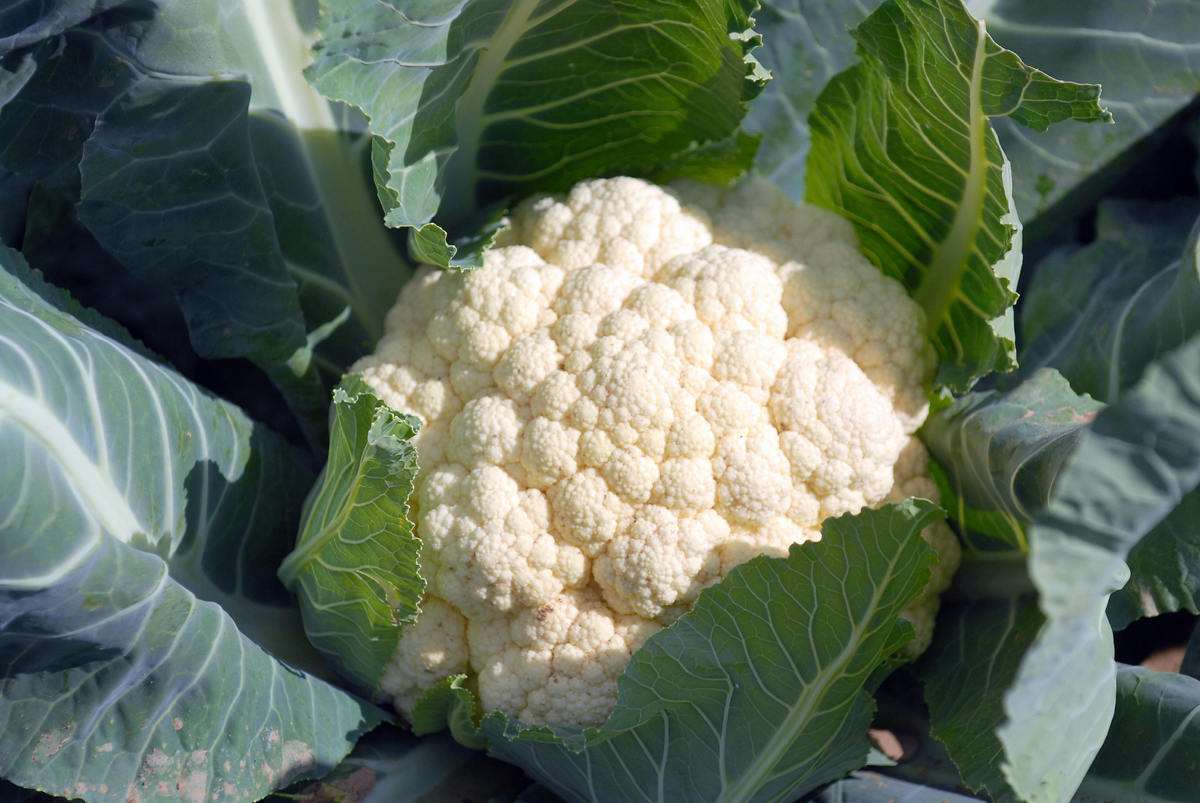 5 White Vegetables You Should Eat More Of (And Why) HuffPost