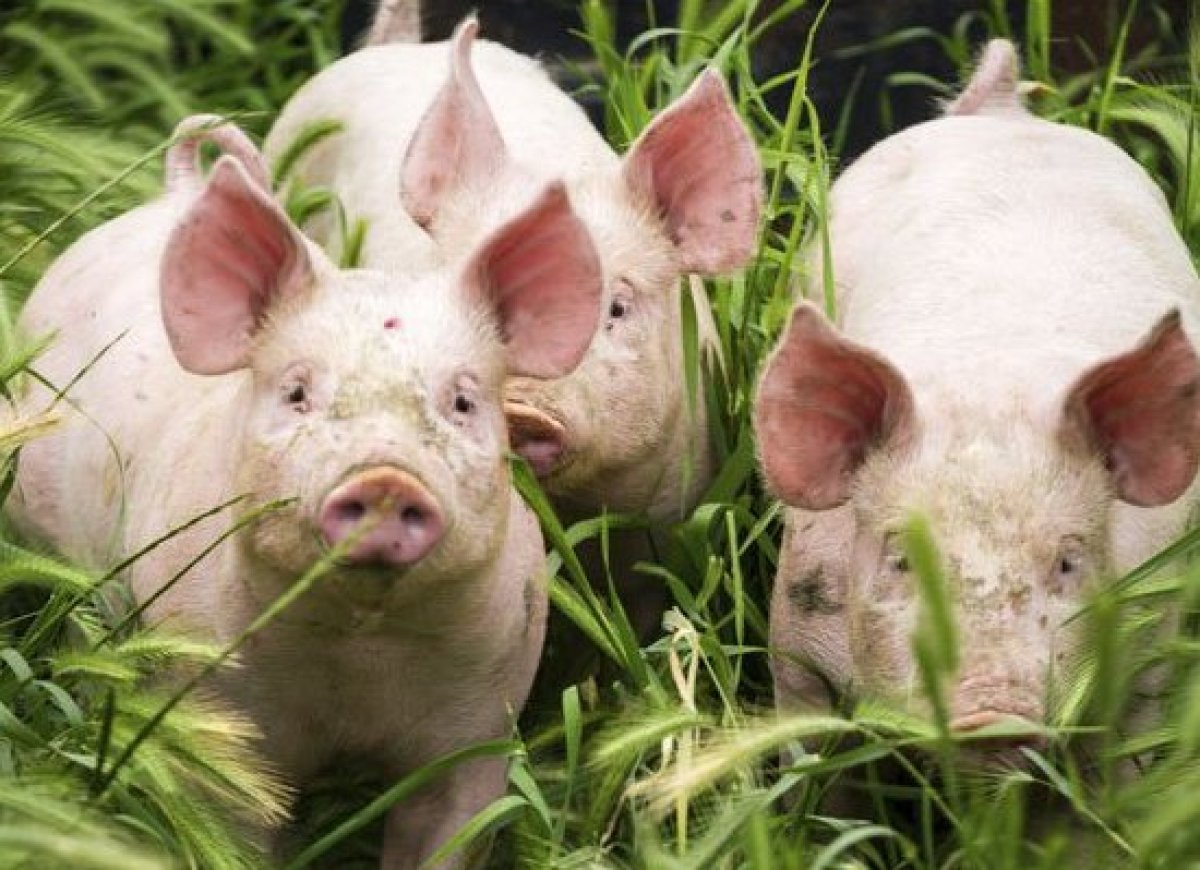 Pigs, Cows, and Turkeys Fed Ractopamine
Safety have slammed the U.S. for its continued use of ractopamine saying it can caus