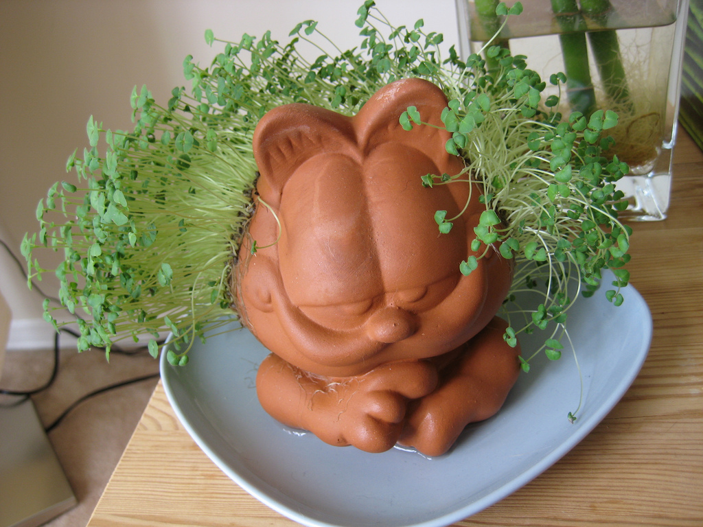 Yes, The Chia Seeds You Eat Are The Same Ones That Grow On Chia Pets