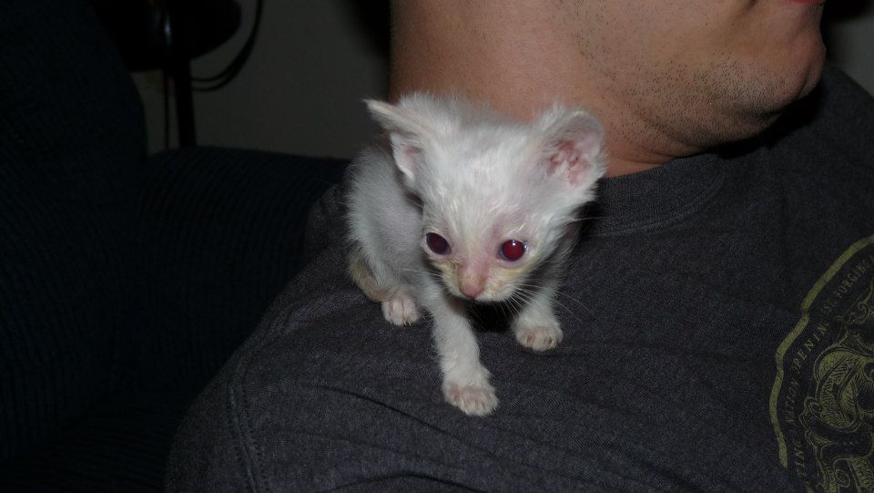 Kitten Found Near Death Makes Incredible Transformation, And Steals Our