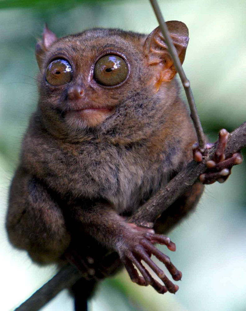 some of the worlds’ smallest primates Some monkeys also eat meat in the form of bird's eggs, small lizards, insects and spiders habits & habitat most monkeys live in trees, but there are some that live in savannas or mountain areas. some of the worlds’ smallest primates Some monkeys also eat meat in the form of bird's eggs, small lizards, insects and spiders habits & habitat most monkeys live in trees, but there are some that live in savannas or mountain areas.