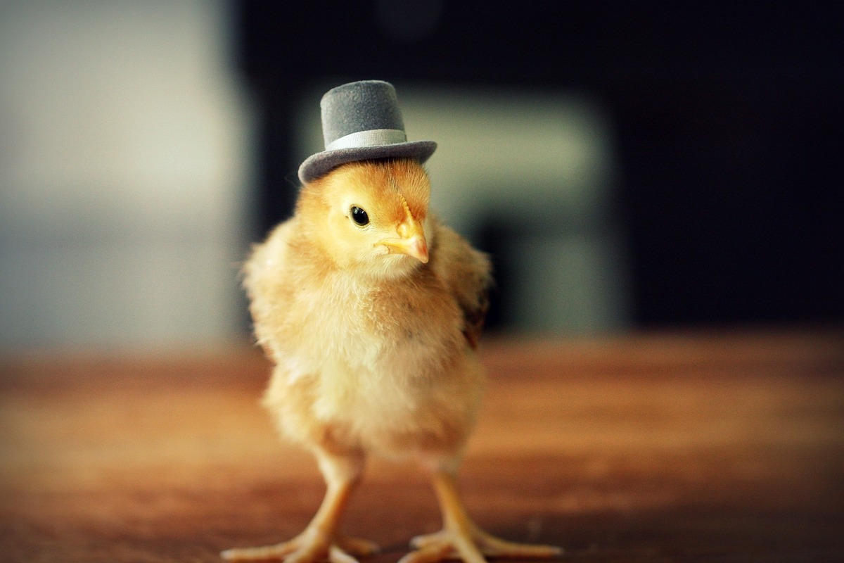 Little Baby Birds Flaunt Fancy Hats With The Utmost Sophistication