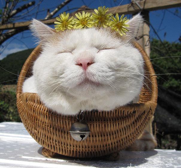 'Zen Cat' Shironeko Can Teach Us A Thing Or Two About Happiness HuffPost