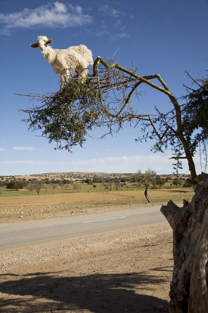 Get Out Of That Tree, Goats! | HuffPost