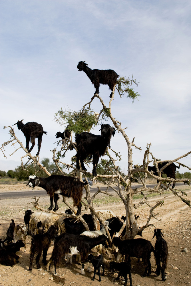 Get Out Of That Tree, Goats! HuffPost
