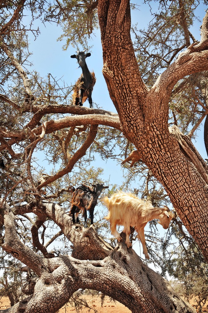 Get Out Of That Tree, Goats! HuffPost