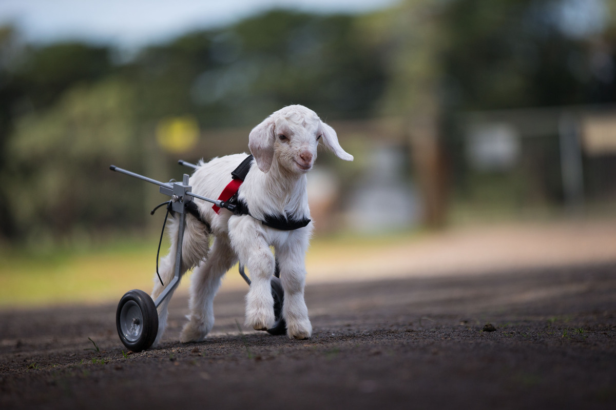 This Baby Goat Is So Happy With His New Wheelchair, And We Just Can't