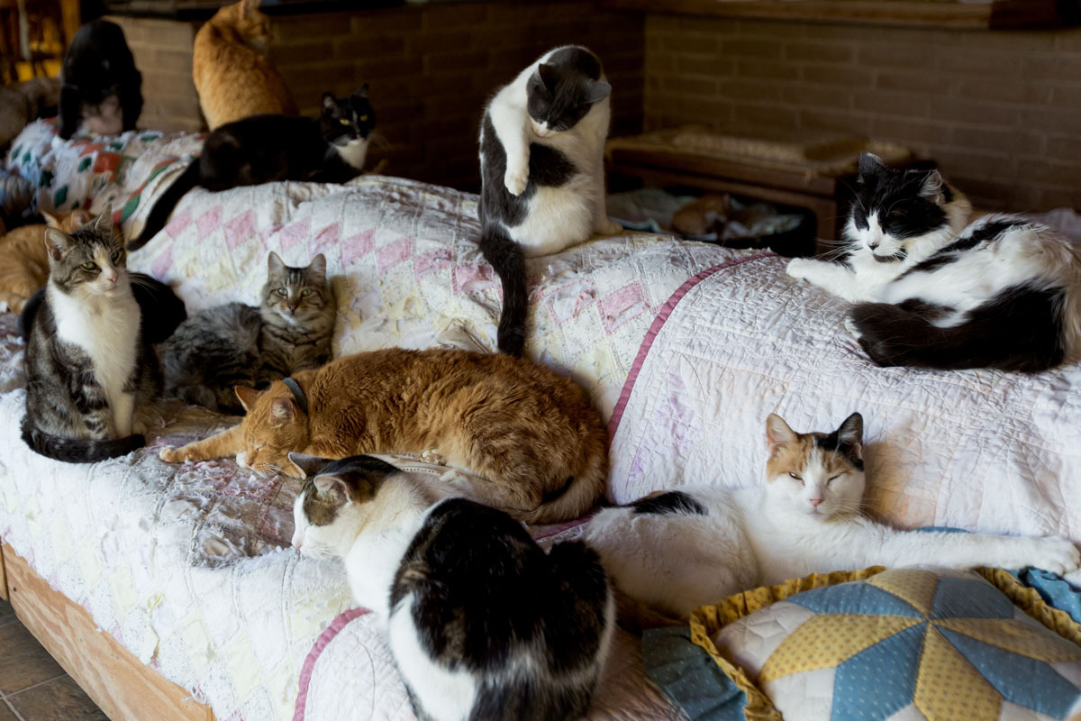 The World's Largest NoKill Cat Sanctuary Has Saved More Than 20,000