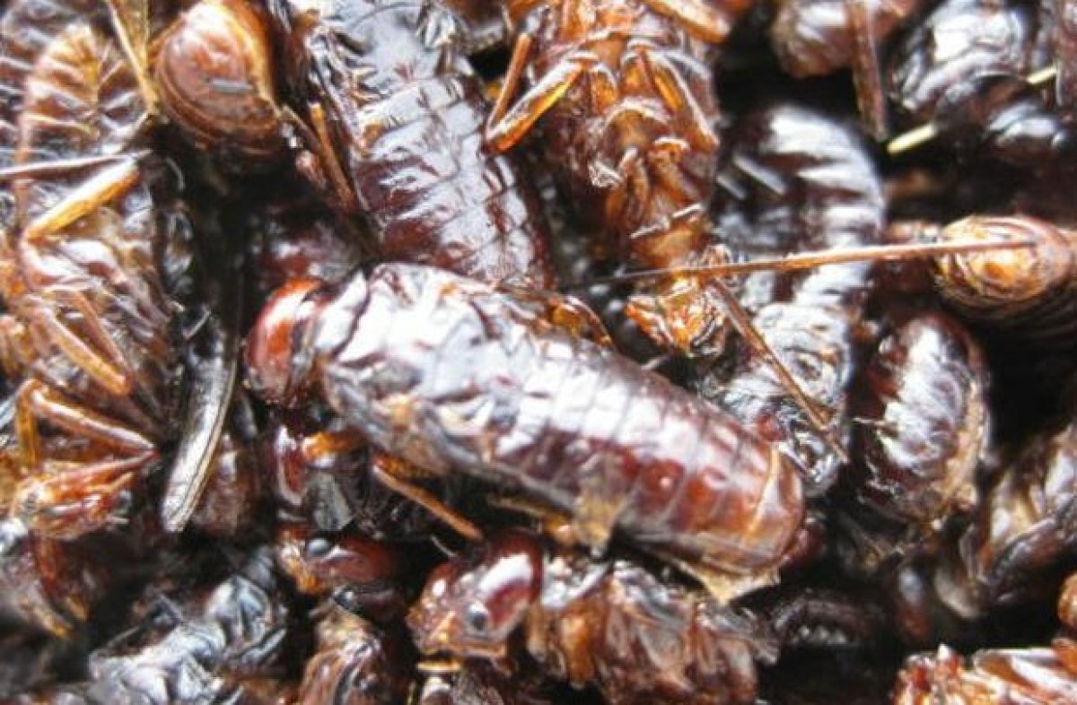 Delicious Creepy Crawly Snacks Around the World HuffPost