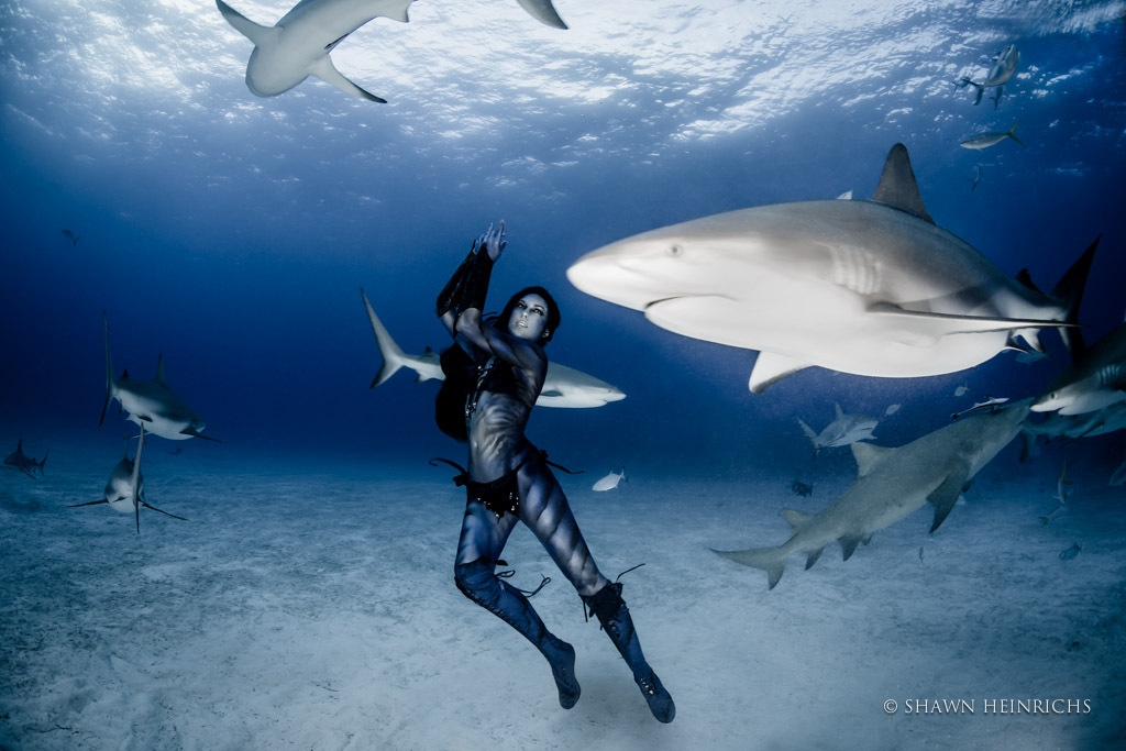 Massive Swarm Of Sharks Filmed Off Louisiana Coast HuffPost