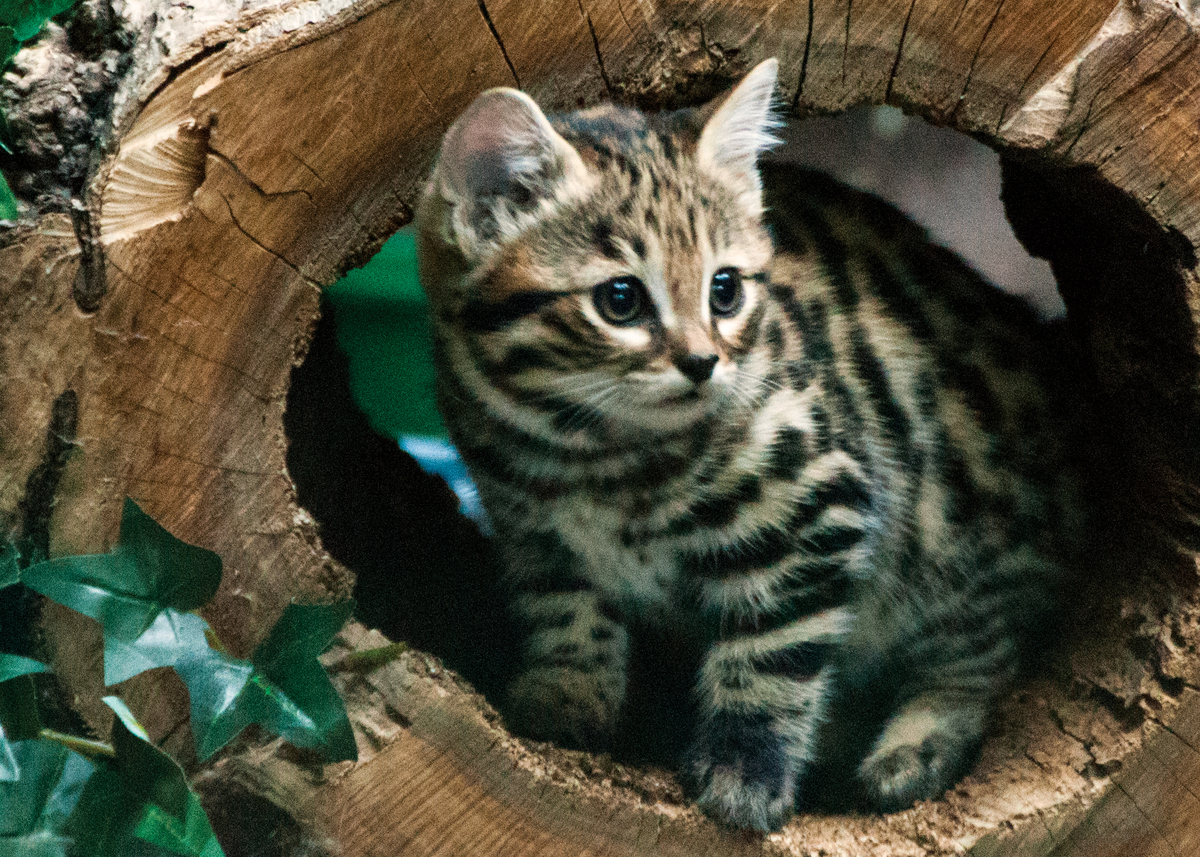 Philadelphia Zoo BlackFooted Cat Kittens And We Are Freaking