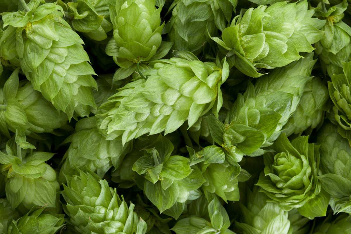 what-the-hell-are-hops-anyway-huffpost