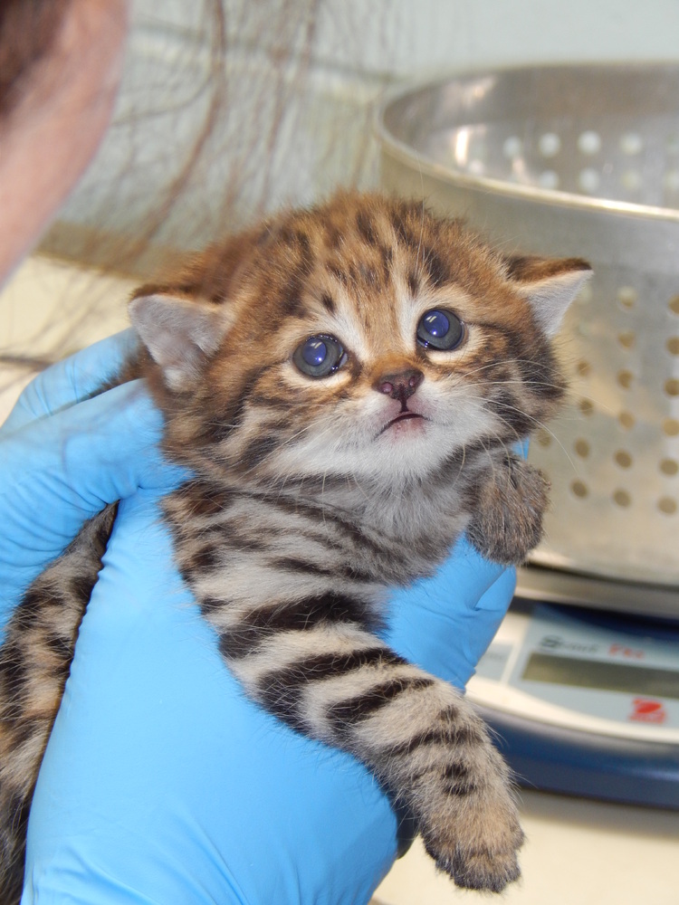 The BlackFooted Cat Kittens Are BACK And Hunting Crickets HuffPost