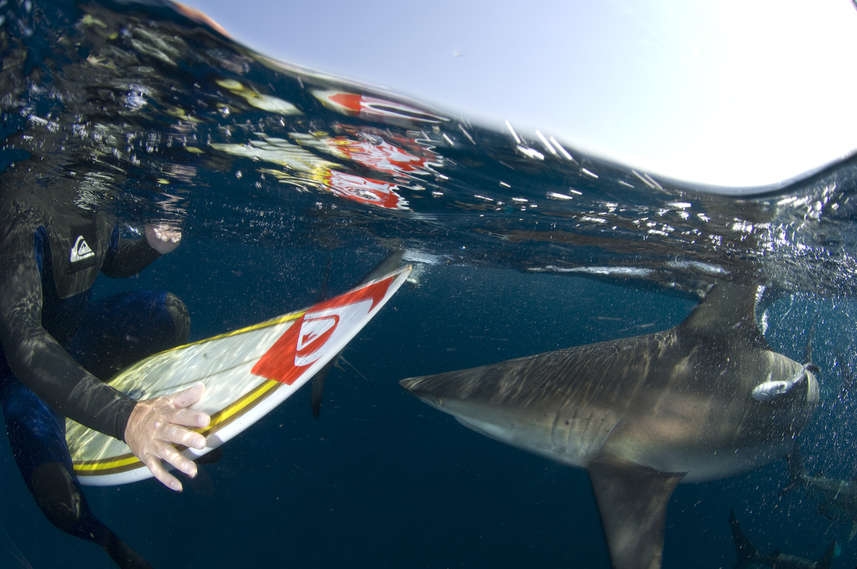 Stunning Photos Of Sharks And People Document A Vulnerable Species