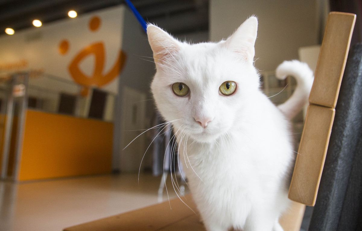 Top Architects Design Cat Houses, The World Is Right Again HuffPost