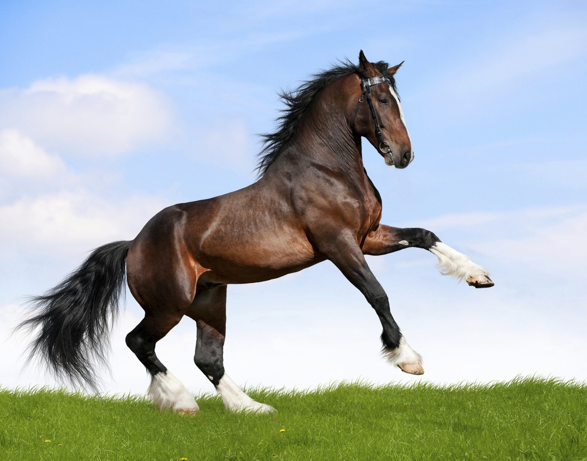 stallion-horse-bronze-resin-award-sculpturetrophy-trolley