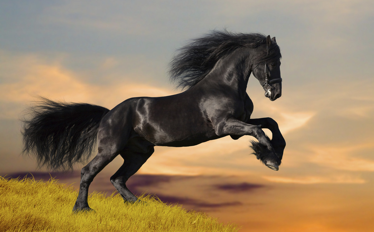 27 Stock Photos Of Horses That Will Restore Your Faith In Horses HuffPost   Slide 363656 4106182 Free 