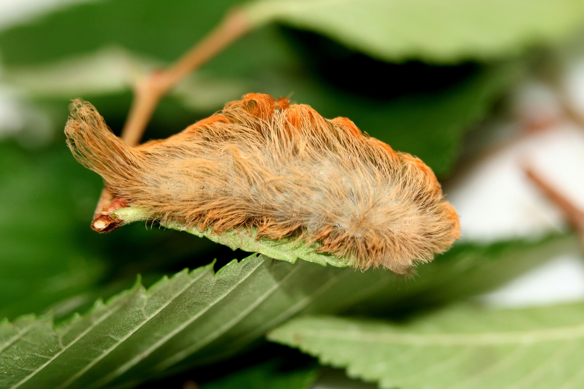 WATCH OUT For the Puss Caterpillar | HuffPost