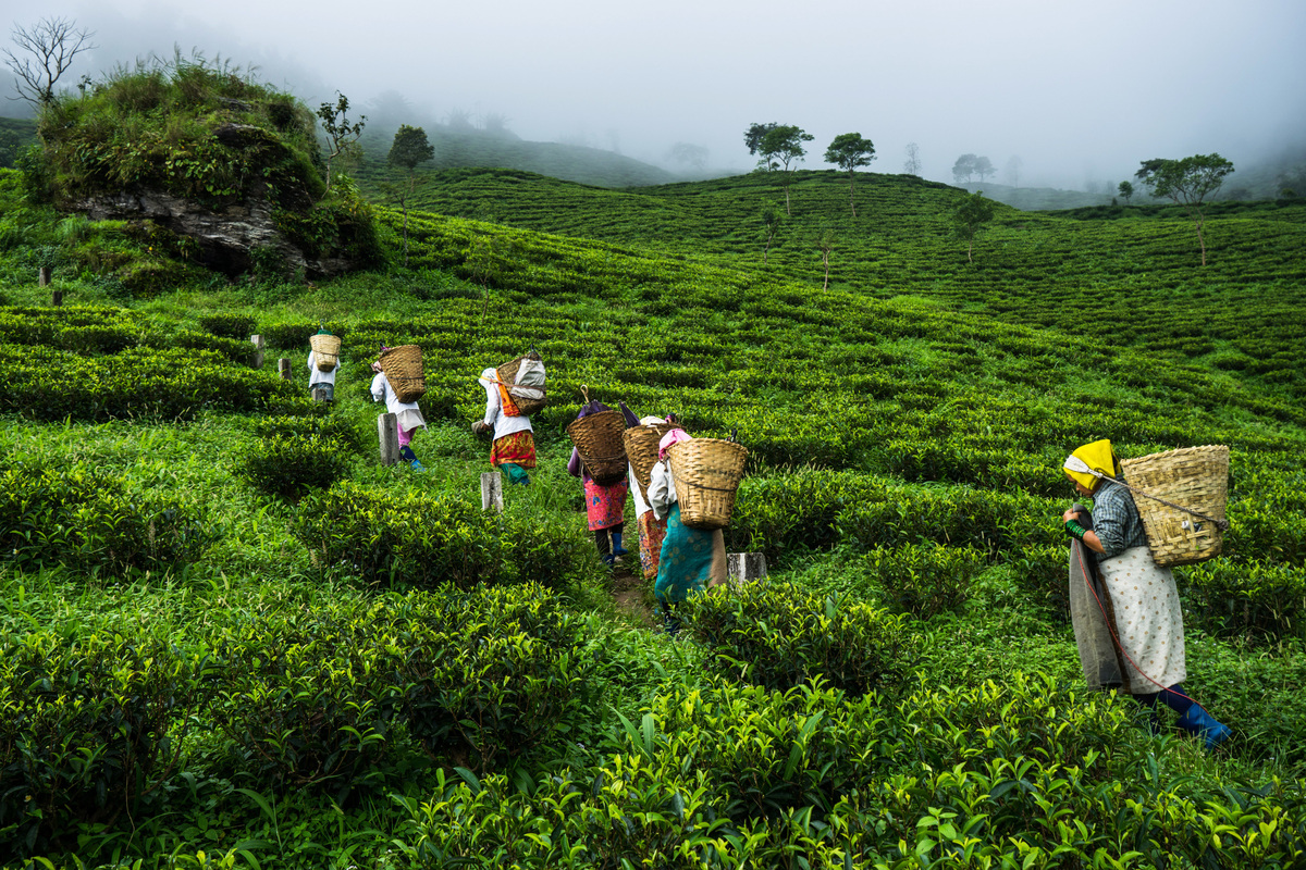 The Extraordinary Makers Of India's Most Expensive Tea HuffPost