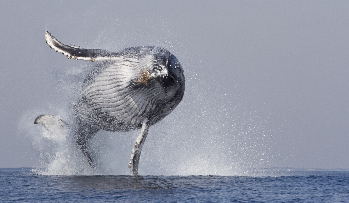 cuddly giant whale