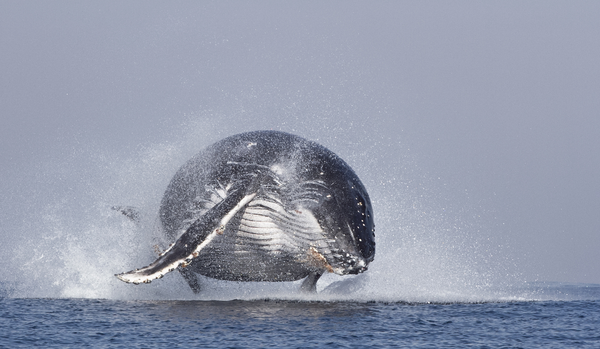 Фонтаны китов