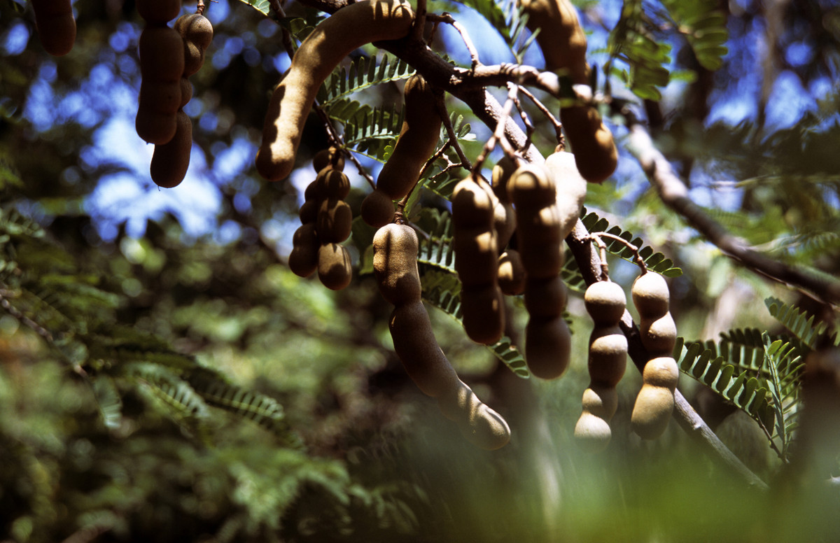 what-the-hell-is-tamarind-anyway-huffpost