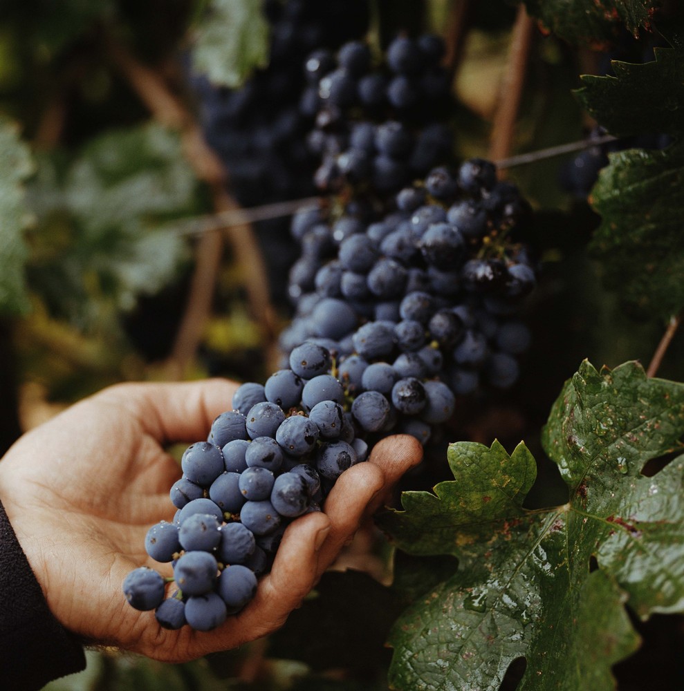 How Much Wine Does One Grape Vine Produce? From Charles Smith HuffPost