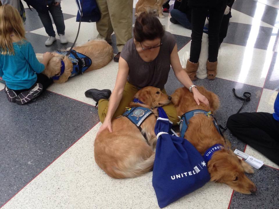 Cuddly Comfort Dogs At Airport Help Passengers DeStress During Ruff