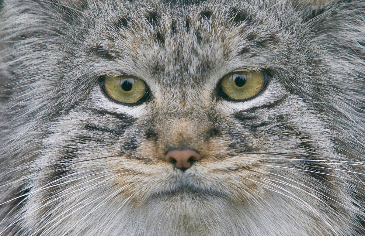 why-the-pallas-cat-should-become-your-new-favorite-animal-huffpost