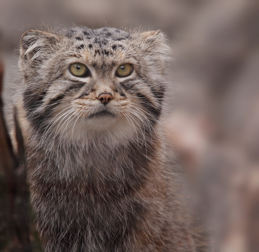 Why The Pallas' Cat Should Your New Favorite Animal HuffPost