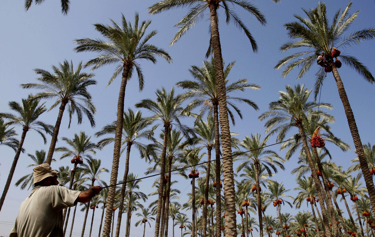 So How Exactly Do Dates Grow, Anyway? HuffPost