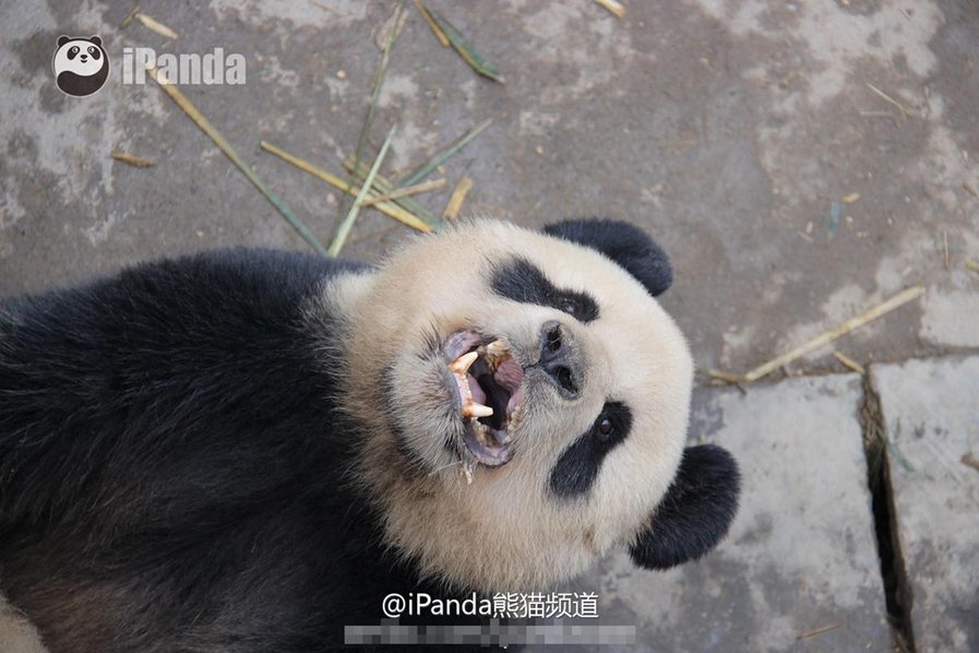 Pandas Set Record With Epic Sex Marathon Nsfw Huffpost 6288