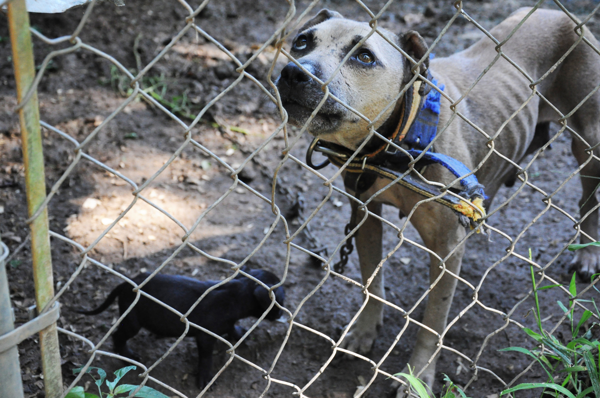 Dog Fighting Is A Huge Problem, And Many Cops Agree We Need To Do More About It HuffPost