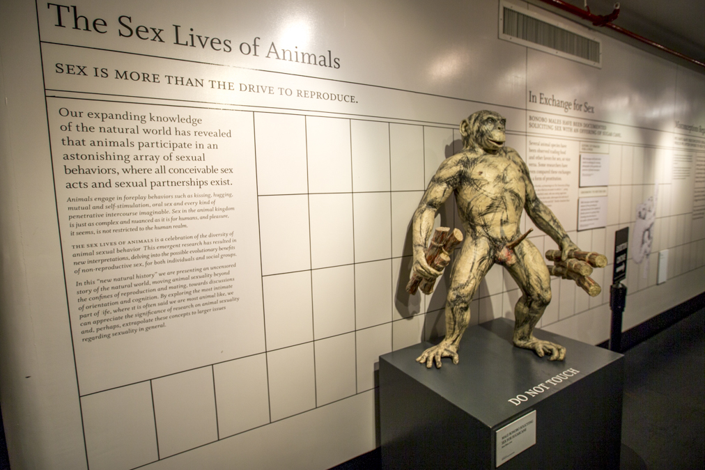 New Yorks Museum Of Sex Mounts Very Explicit Exhibits Nsfw Huffpost