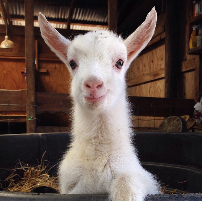 These Goats Dancing In Their Pajamas On A Rainy Day Are All Of Us
