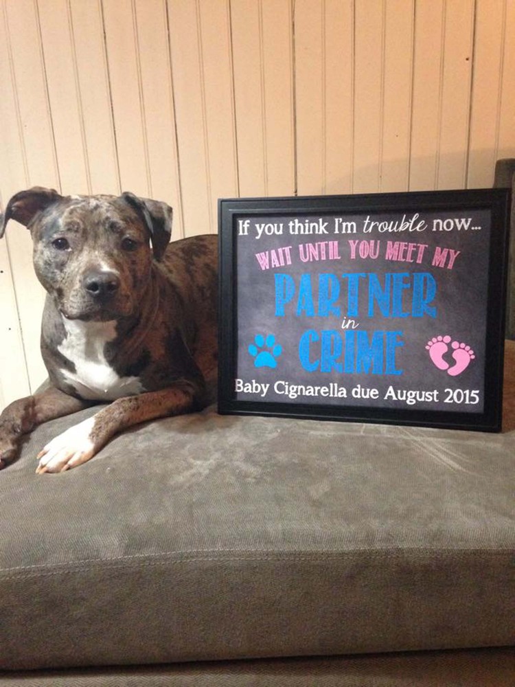 50 Adorable Dogs Who Shared Their Family's Pregnancy News 