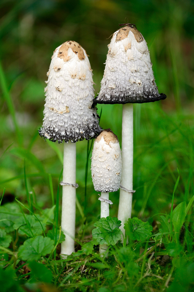 Trip Out On These 11 Crazy Mushrooms Huffpost